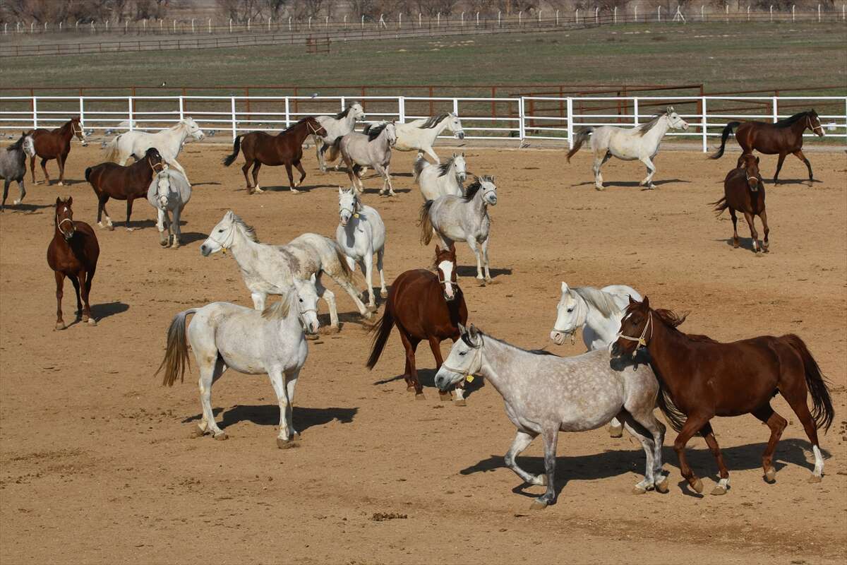 TİGEM’de 120 Safkan Arap Tayı satışa çıkacak 7